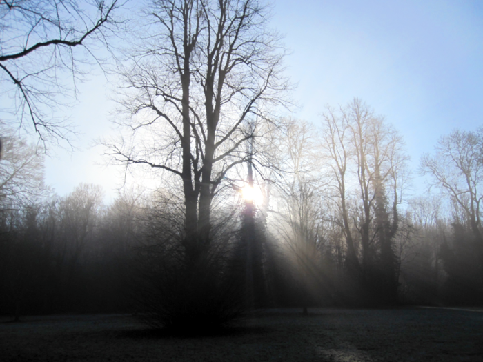 Misty trees in Kearsney Abbey during early morning